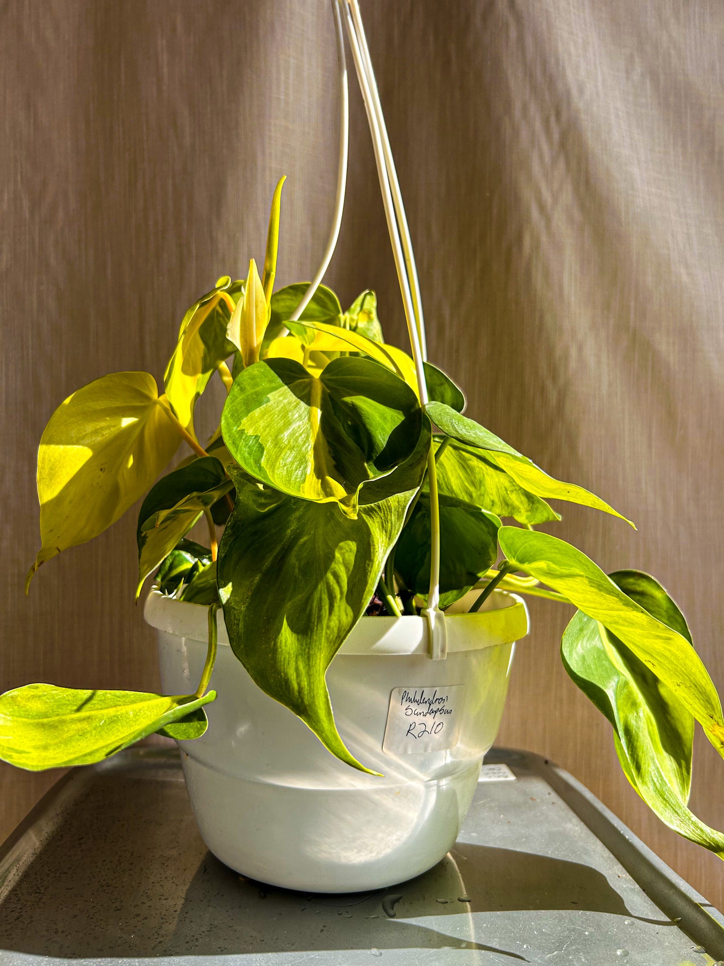Philodendron Scandapsus
